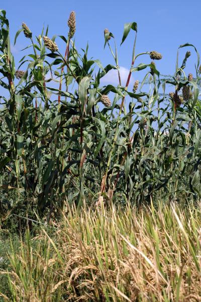 Sorghum and Rice Field