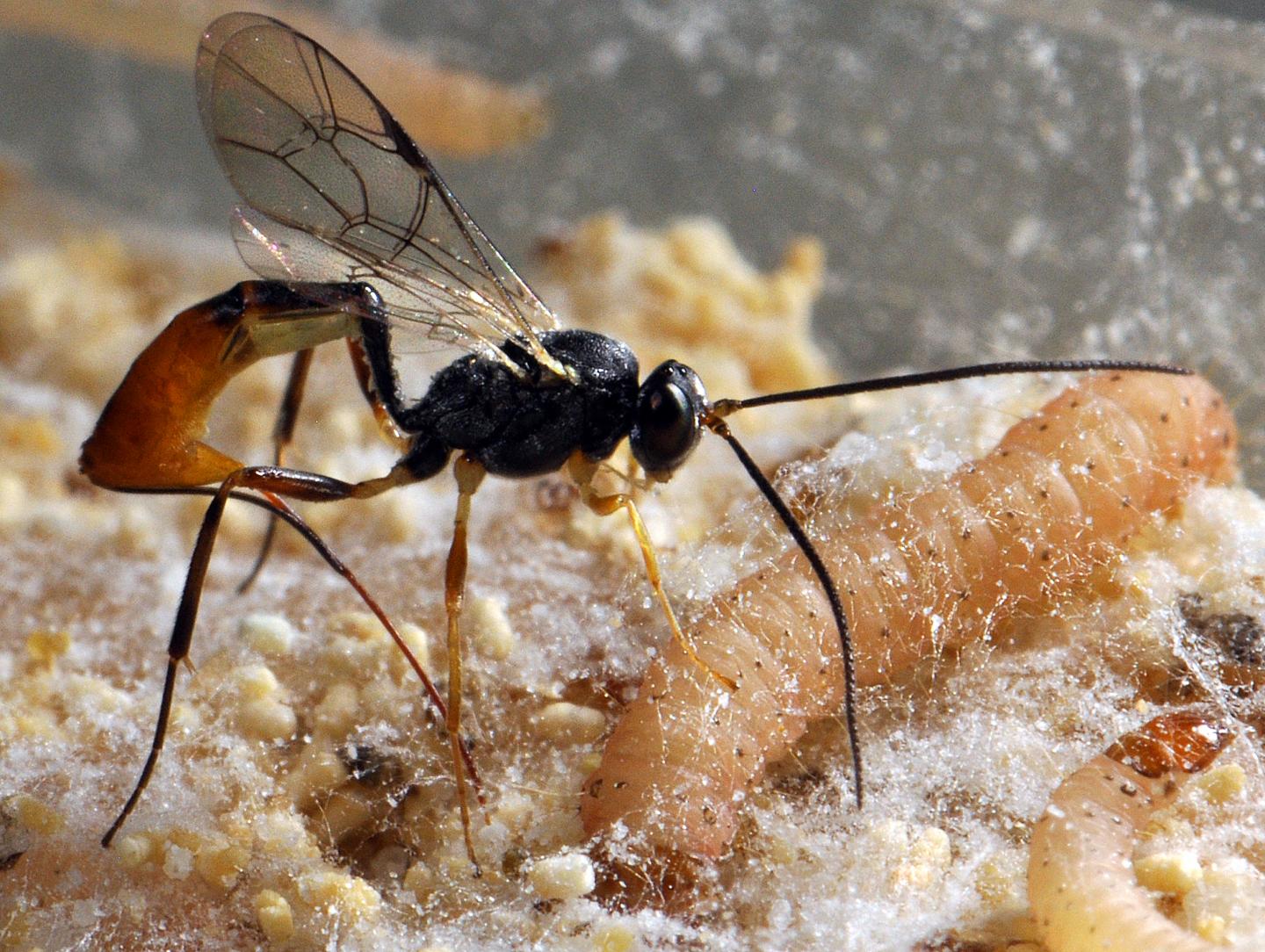 Wasps Captured Viruses in DNA as Part of Evolutionary Mechanism (1 of 8)