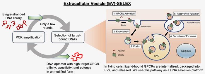 Extracellular vesicle-SELEX for selecting DNA aptamers for target G protein-coupled receptors