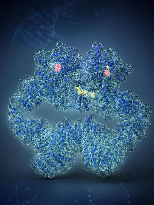 ATR–ATRIP Complex Interactions with Clinical Inhibitors