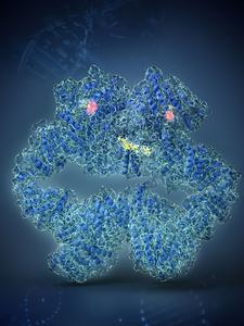 ATR–ATRIP Complex Interactions with Clinical Inhibitors