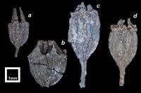 Fossil Fruits