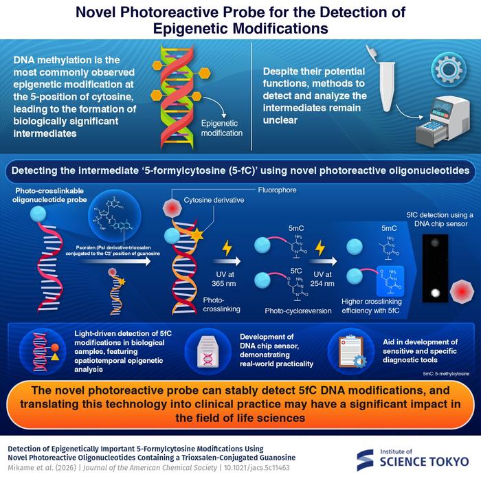 Novel photoreactive probe enables the sensitive detection of 5-formylcytosine in target DNA