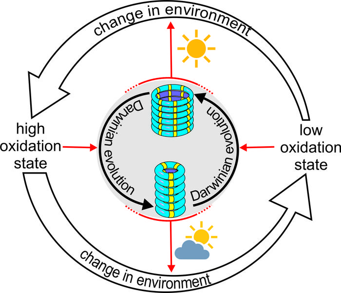 Eco-evolutionary dynamics in a synthetic replicator system