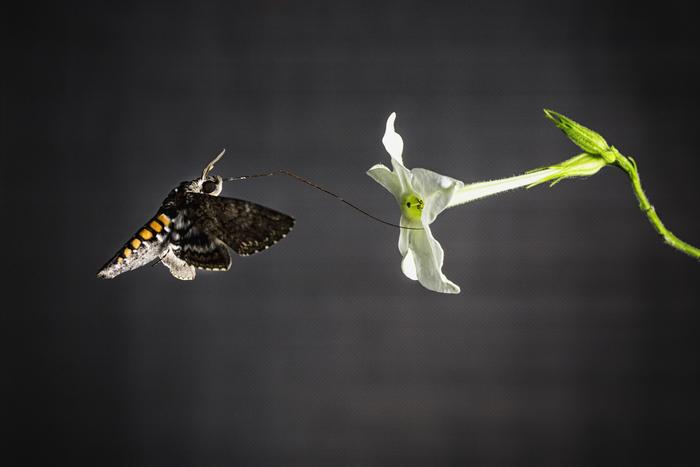 A tobacco hawkmoth (Manduca sexta) feeding from a tobacco flower