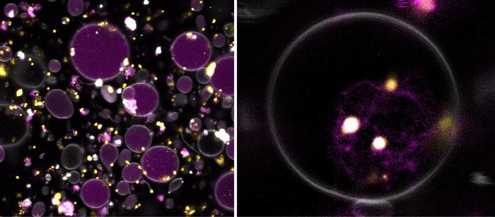 Microscope image of artificial cell