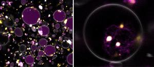 Microscope image of artificial cell