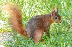 Red Squirrel 02
