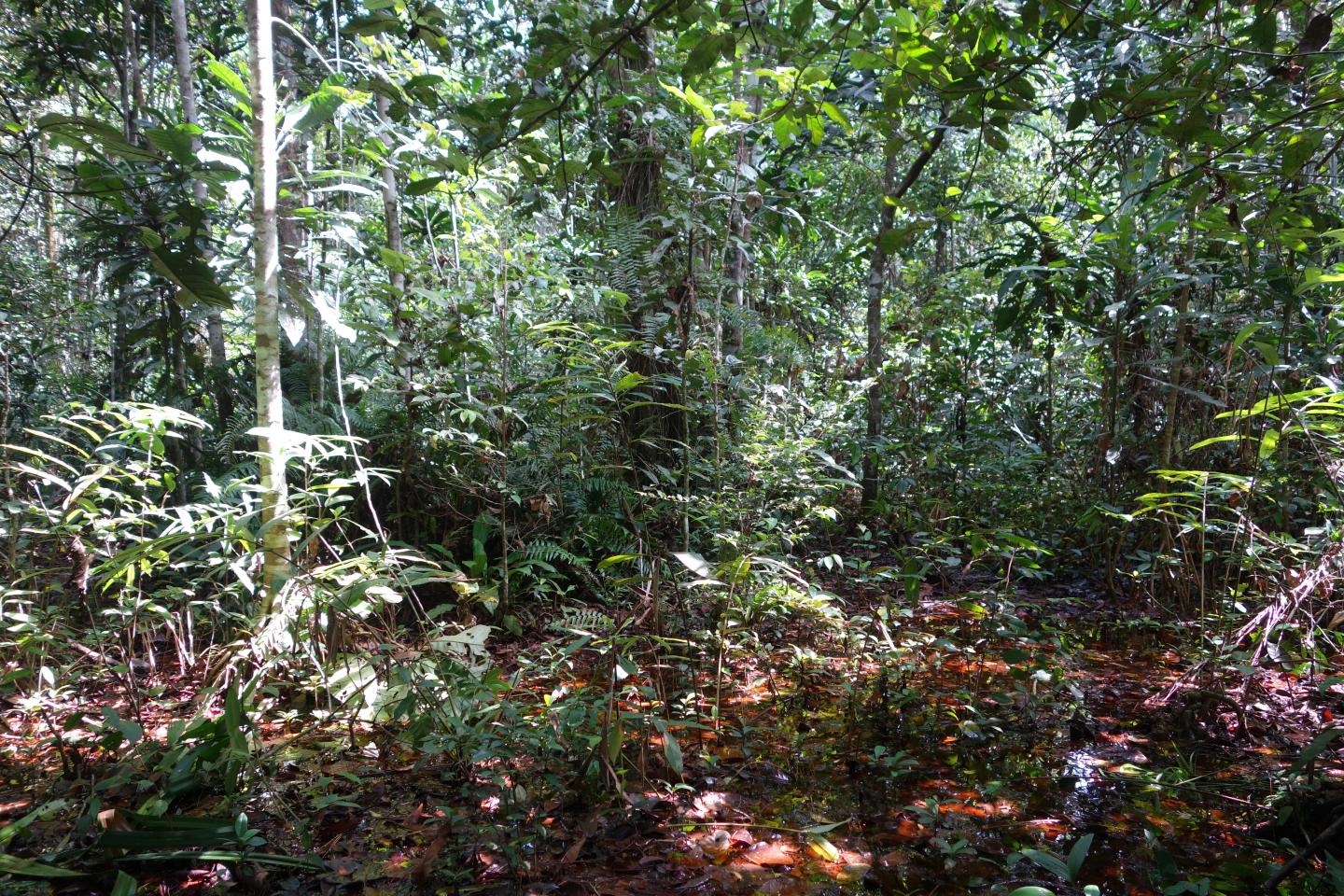 Cuvette Central Swamp