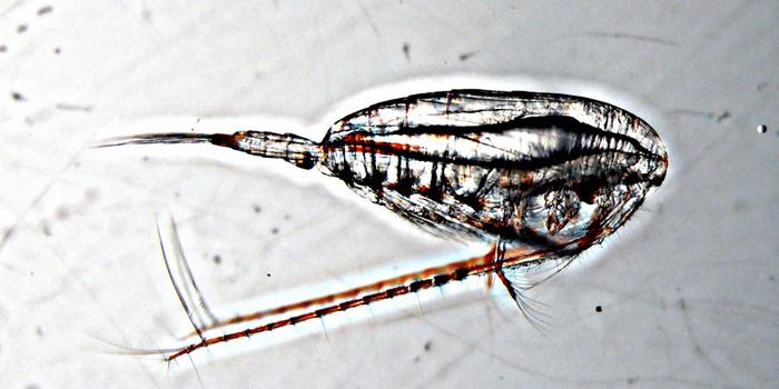 Calanus finmarchicus