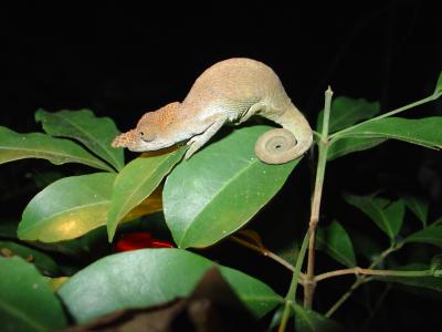 Horned Chameleon