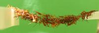 Side View of Ant Bridge