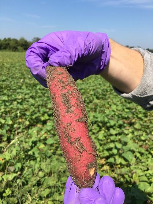 Sweet Potato and Rhizospheric Soil