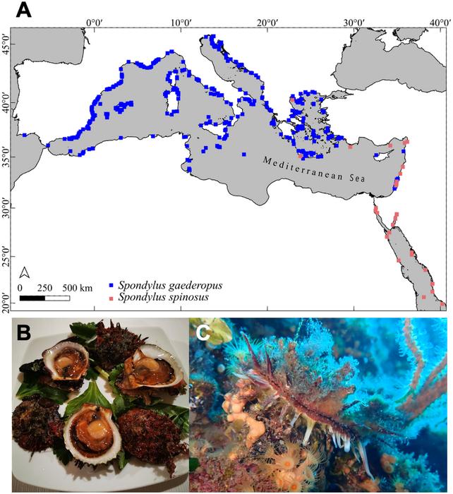 Hidden in historical sources: Rediscovering the thorny oyster (Spondylus gaederopus Linnaeus, 1758) in art, archives, and cultural knowledge