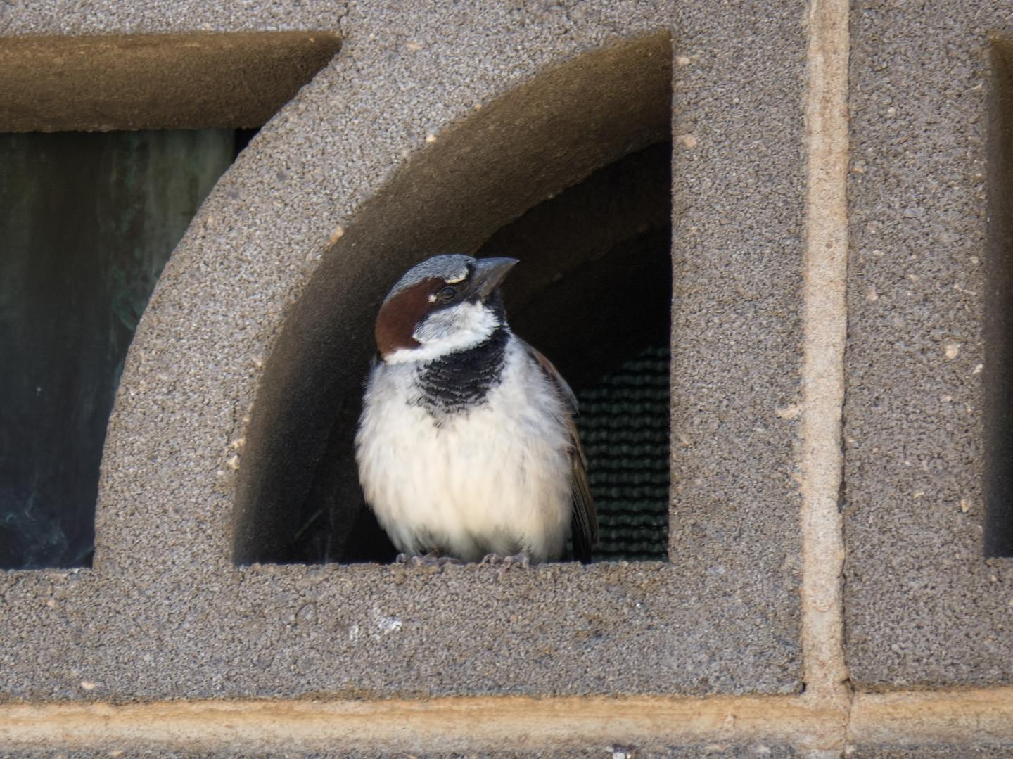 House Sparrow