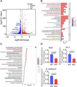 Potential mechanism and validation of knocking out Bmp9 to inhibit cell proliferation and intercellular junctions.