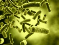 Networks in <i>E. coli</i> Bacteria