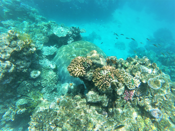 Coral