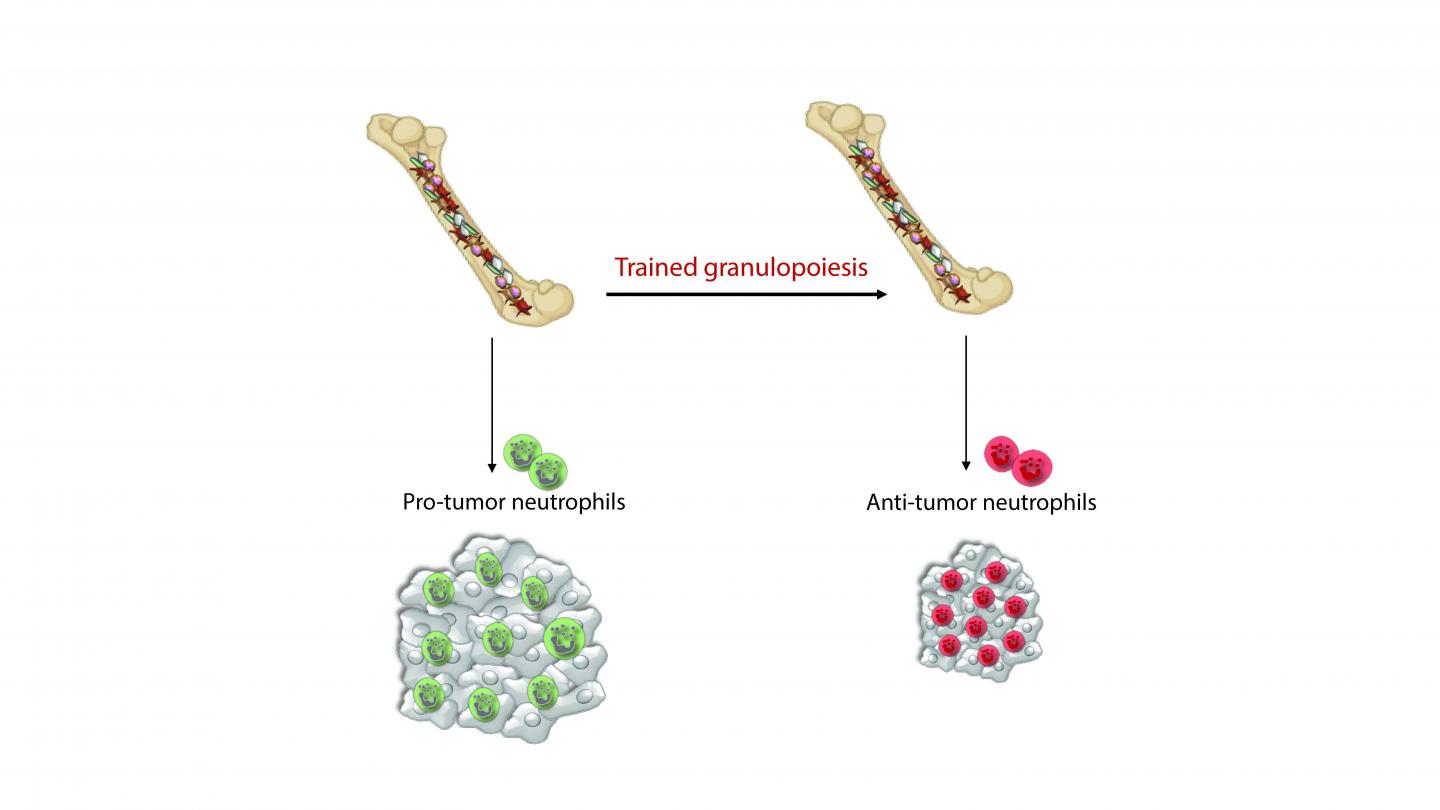 Neutrophils