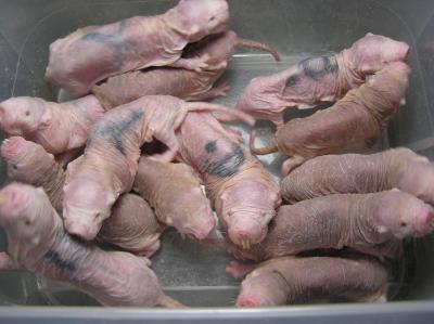 Naked Mole Rat