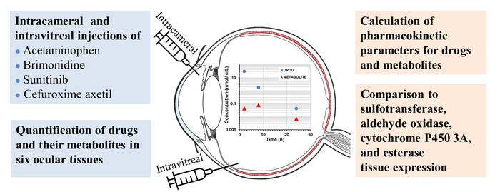 Intracameral and intravitreal pharmacokinetics of drugs and their metabolites formation