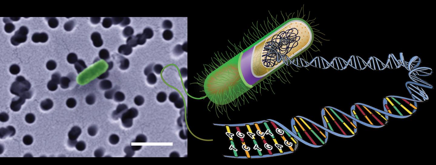 Electron Microscopy of Single Cell