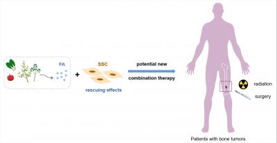Graphical Abstract