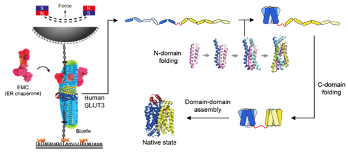 Figure 2. Schematic diagram of magnetic tweezers and the folding pathway of a glucose transporter