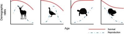 Demographic Rates