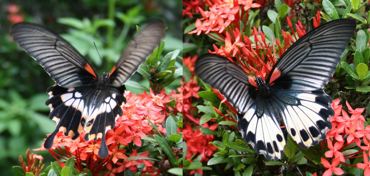 A Genetic Twist Underlying Butterflies' Batesian Mimicry (2 of 3)