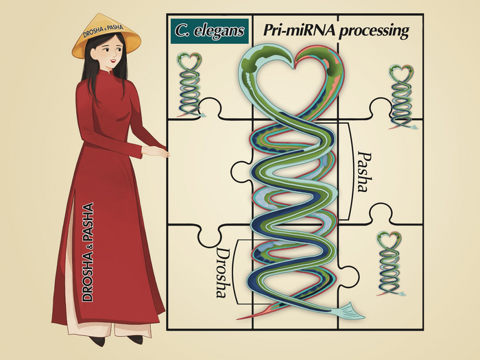 The pri-miRNA structure is illustrated by two C. elegans.