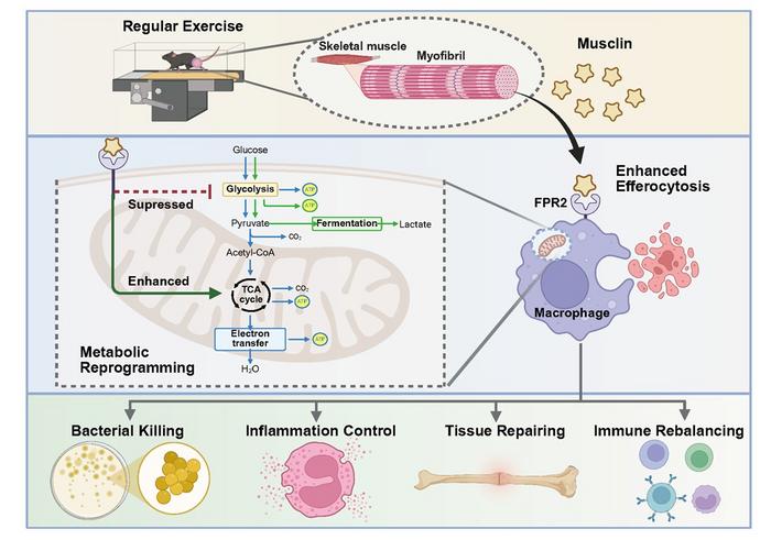 Mechanism of exercise-induced musclin mitigating periprosthetic joint infection