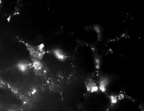 Functional Vascularized Graft for Lung Bioengineering 