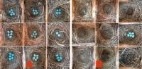 nests