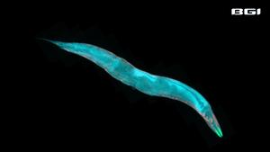 Nnematode study found Fasting May Help Pass Longevity advantage to Future Generations