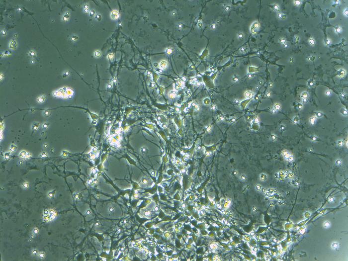 250611-Takumi-Model-Neurons
