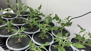 Potted tomato plants