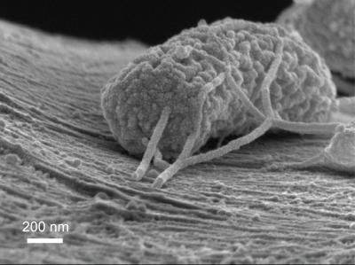 Exoelectrogenic Microbe (2 of 2)