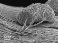 Exoelectrogenic Microbe (2 of 2)