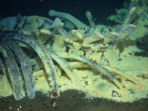 Microbes on whale fall