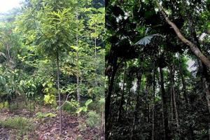 Replanted forest (left) compared to an old growth forest (right).