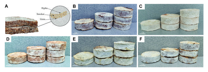 Mycelium-based composite developed from agricultural waste