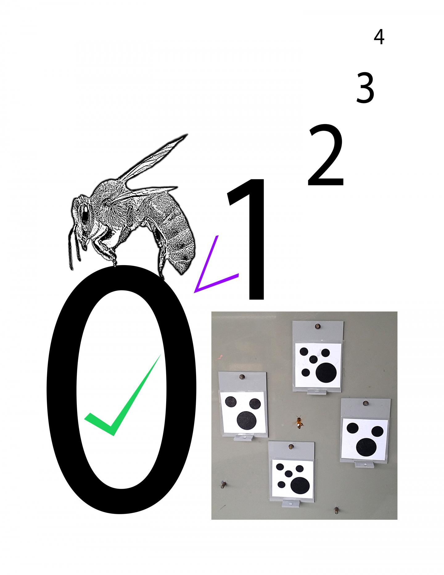 Honey Bees Can Zero in on the Advanced Concept of Zero (1 of 1)