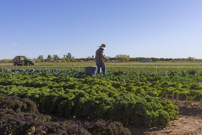 ASU launched a new organic farming mentorship program called Kernel