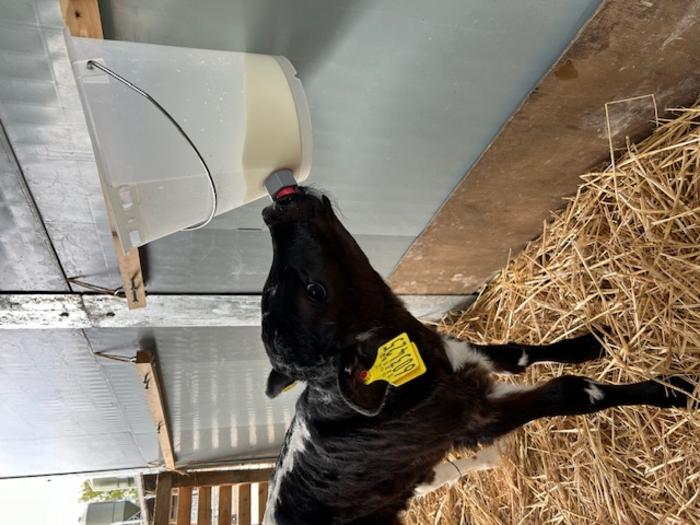 Better-fed calves are more moo-tivated to play, pioneering study shows