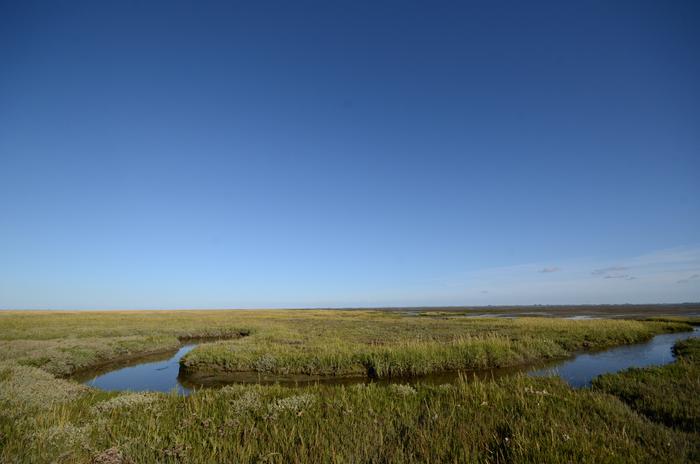 Salt marshes of Spiekeroog