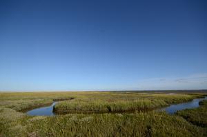 Salt marshes of Spiekeroog