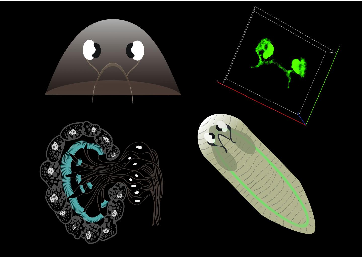 What Can Headless Flatworms Teach Us About Vision? (8 of 9)