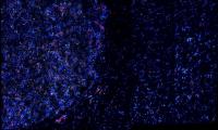 Nanostar Accumulation