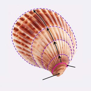 Developing Growth Lines in a Molluscan Shell